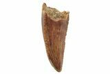 Serrated, Raptor Tooth - Real Dinosaur Tooth #249395-1